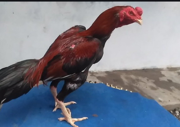 Screenshot 7 2 - Cara Paling Tepat Memandikan Ayam Bangkok