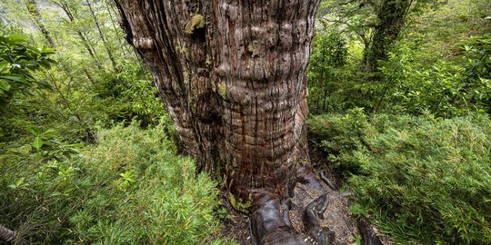 deretan pohon tua berusia ribuan tahun yang berhasil diidentifikasi ilmuwan rev 1 - Deretan Pohon Tua Berusia Ribuan Tahun yang Berhasil Diidentifikasi Ilmuwan