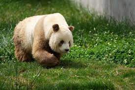 download 85 - Pandas aren’t all black and white. Some come in a different shade,